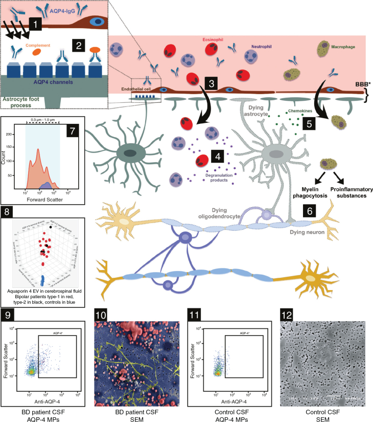 Elevated levels of aquaporin-4-containing extracellular vesicles in cerebrospinal fluid of patients with bipolar disorder.