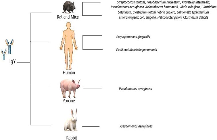 A systematic review of the avian antibody (IgY) therapeutic effects on human bacterial infections over the decade.