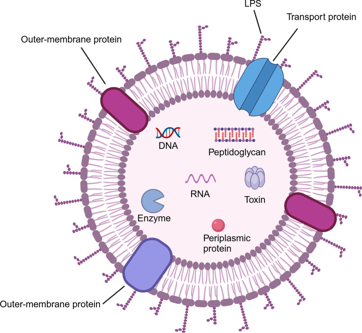 Potential of bacterial outer membrane vesicles in tumor vaccine: characteristics, advancements, and future directions.