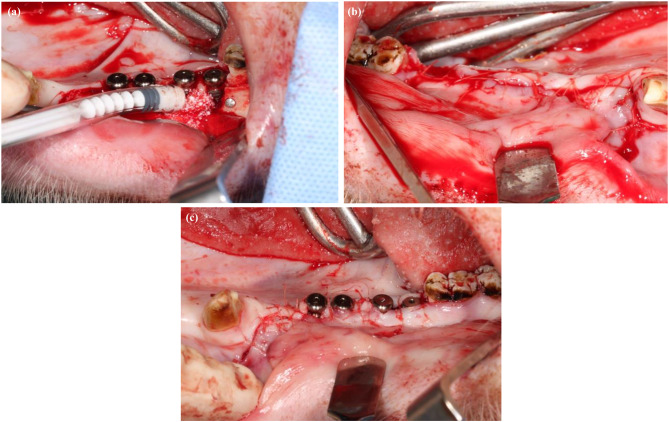 Influence of buccal bone lamella defects on hard and soft tissues with submerged and non-submerged healing in immediate implants - an experimental study in minipigs.