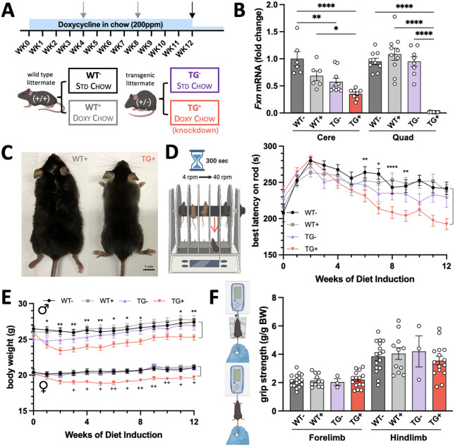 Robust behavioral assessment of the inducible Friedreich's ataxia mouse does not show improvement with NRF2 induction.