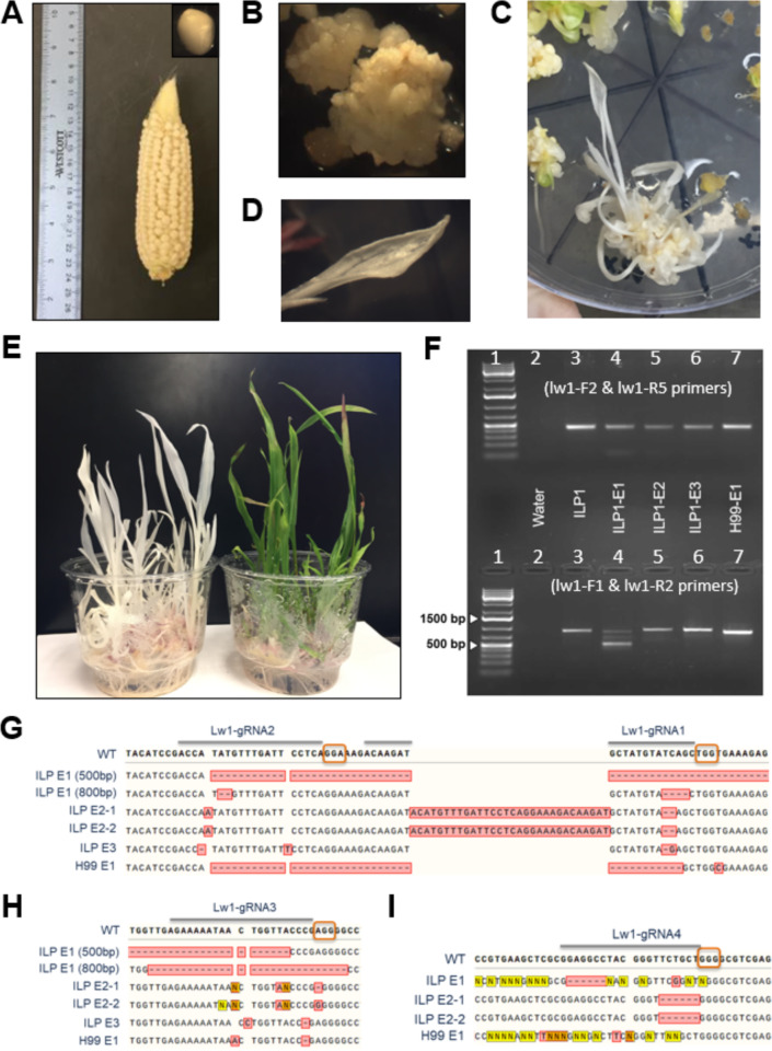 Efficient mutagenesis and genotyping of maize inbreds using biolistics, multiplex CRISPR/Cas9 editing, and Indel-Selective PCR.