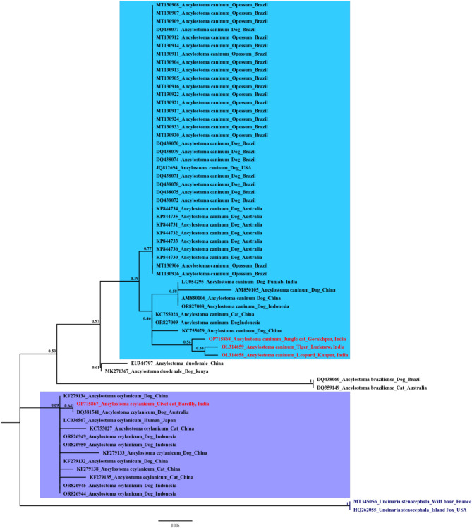 Genetic characterization of zoonotic hookworms infecting wild felids in northern India.