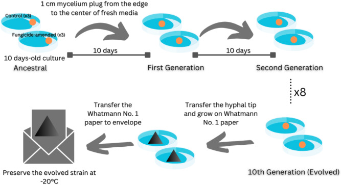 Transposable elements in genomic architecture of Monilinia fungal phytopathogens and TE-driven DMI-resistance adaptation.