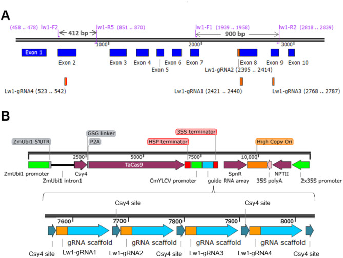 Efficient mutagenesis and genotyping of maize inbreds using biolistics, multiplex CRISPR/Cas9 editing, and Indel-Selective PCR.