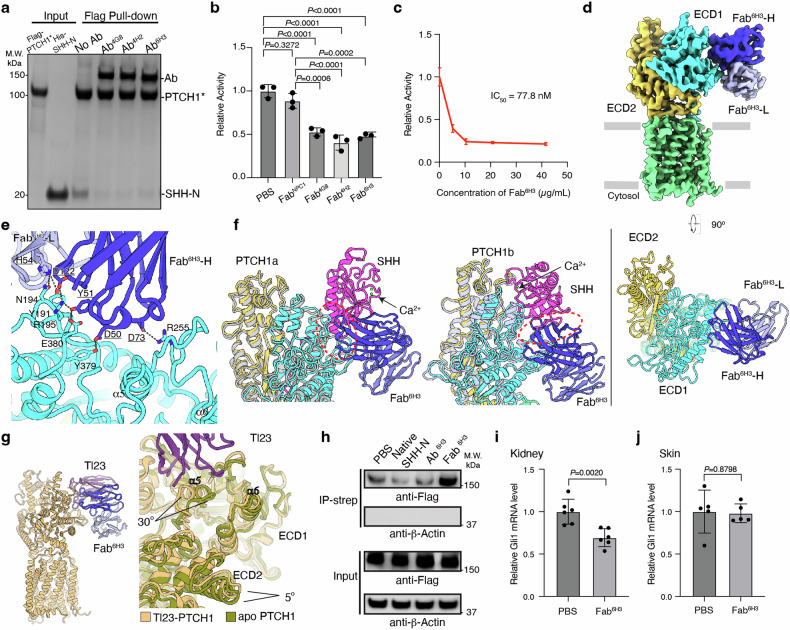 Inhibiting hedgehog signal by a patched-1 antibody.