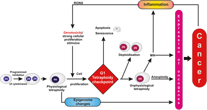 Tetraploidy in normal tissues and diseases: mechanisms and consequences.