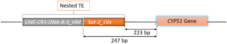 Transposable elements in genomic architecture of Monilinia fungal phytopathogens and TE-driven DMI-resistance adaptation.