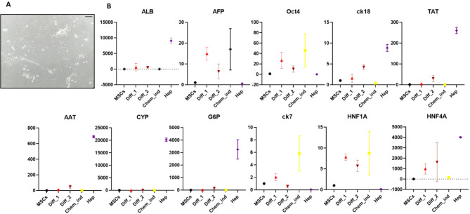 Differentiation of Wharton's jelly-derived mesenchymal stromal cells into hepatocyte-like cells using a refined method.