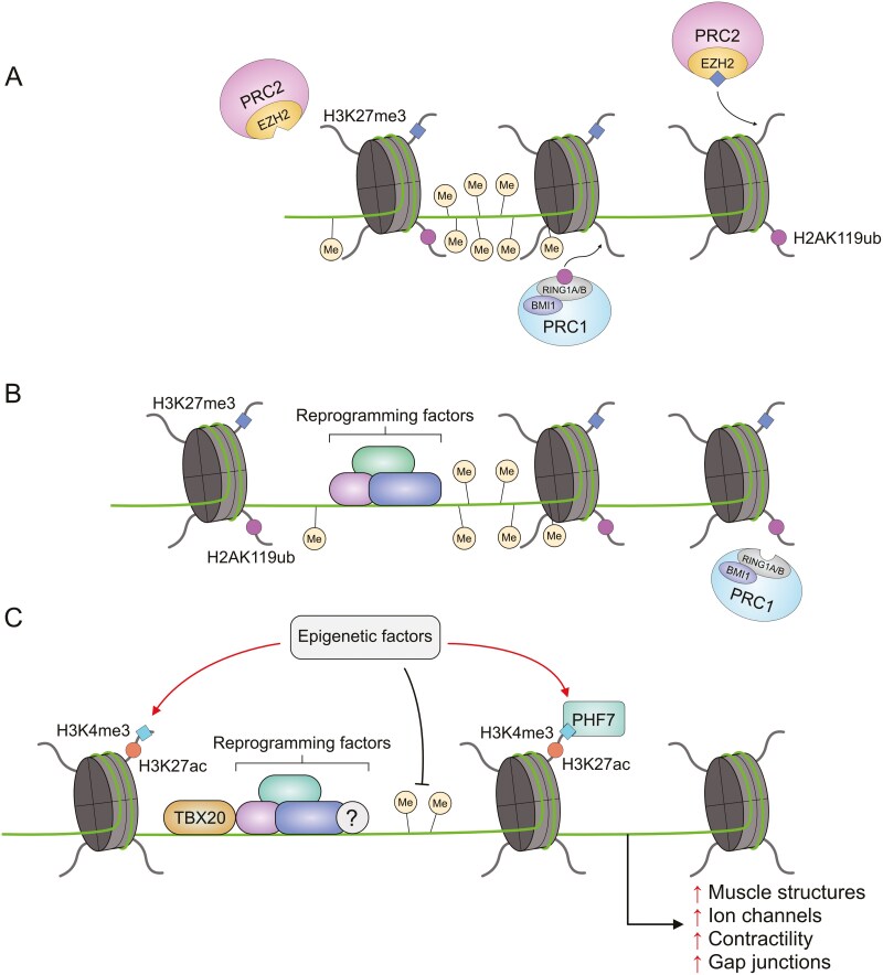 Decoding the epigenetic and transcriptional basis of direct cardiac reprogramming.