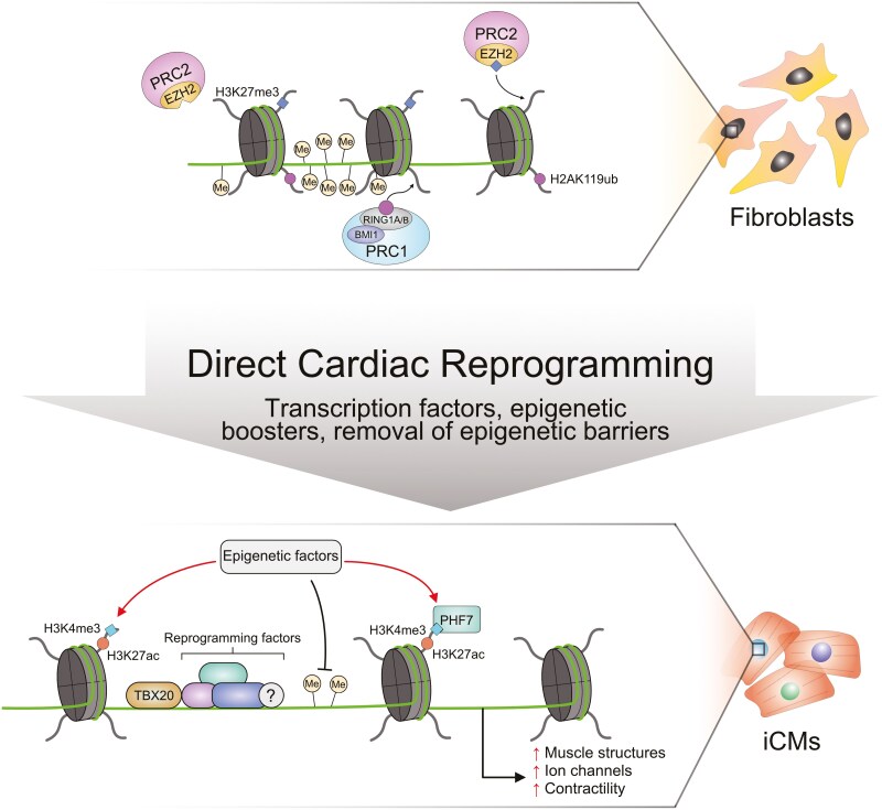 Decoding the epigenetic and transcriptional basis of direct cardiac reprogramming.