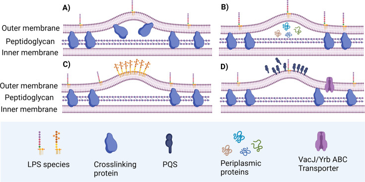 Potential of bacterial outer membrane vesicles in tumor vaccine: characteristics, advancements, and future directions.
