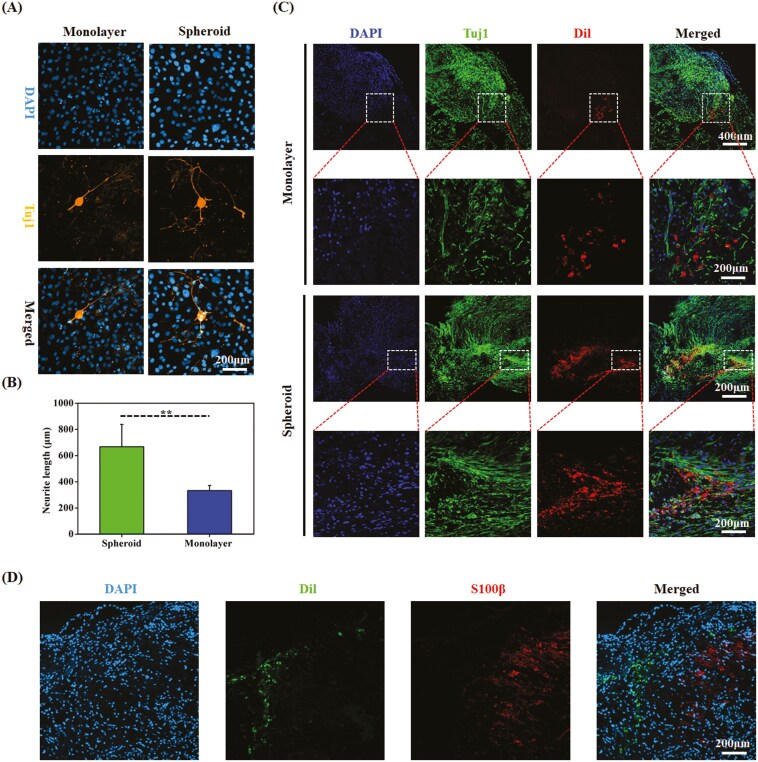 Reprogramming of skin fibroblasts by 3D spheroid culture promotes peripheral nerve regeneration via the ID3/semaphorin7a pathway.
