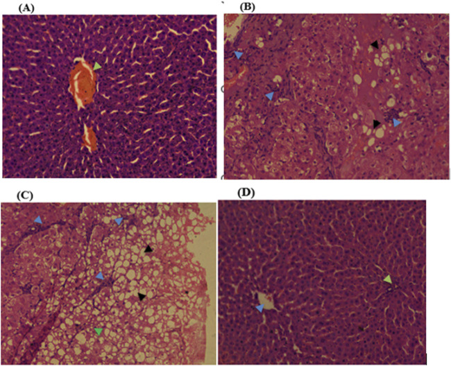 Toxic effects of <i>Lepidium sativum</i> seed fixed oil on Wistar albino rats in acute and subacute toxicity models.