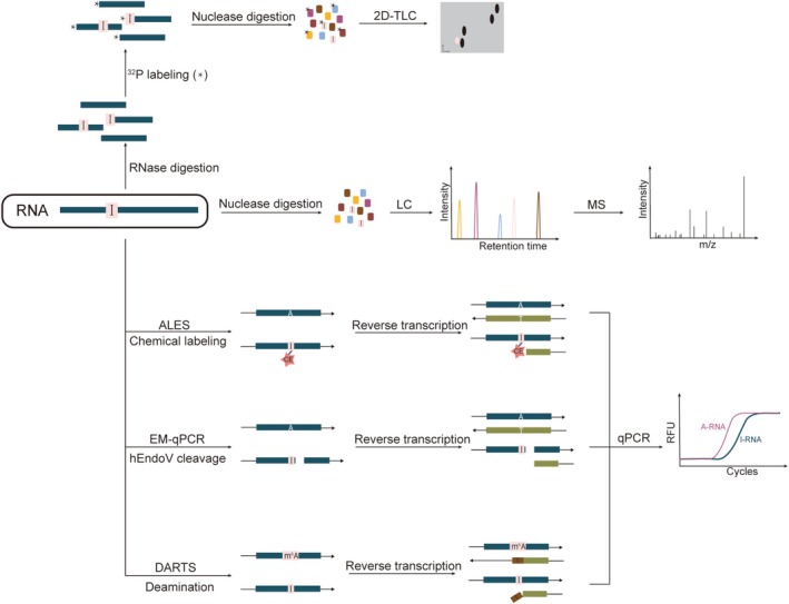 Advances in Detection Methods for A-to-I RNA Editing.