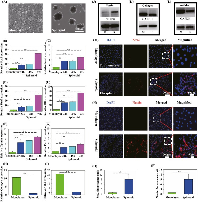 Reprogramming of skin fibroblasts by 3D spheroid culture promotes peripheral nerve regeneration via the ID3/semaphorin7a pathway.