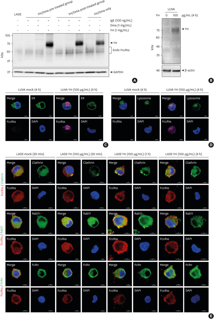 Therapeutic Efficacy of YH35324 on FcεRIα-Mediated Mast Cell/Basophil Activation.