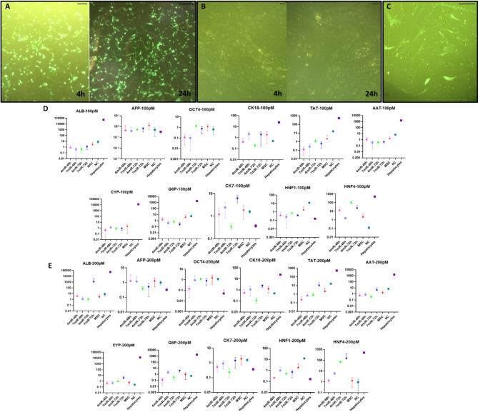 Differentiation of Wharton's jelly-derived mesenchymal stromal cells into hepatocyte-like cells using a refined method.