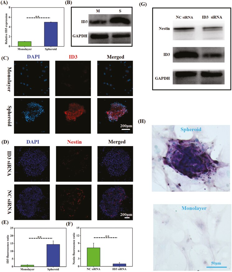 Reprogramming of skin fibroblasts by 3D spheroid culture promotes peripheral nerve regeneration via the ID3/semaphorin7a pathway.