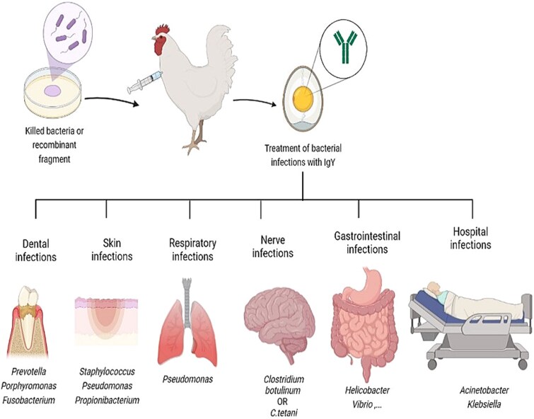 A systematic review of the avian antibody (IgY) therapeutic effects on human bacterial infections over the decade.