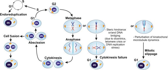 Tetraploidy in normal tissues and diseases: mechanisms and consequences.