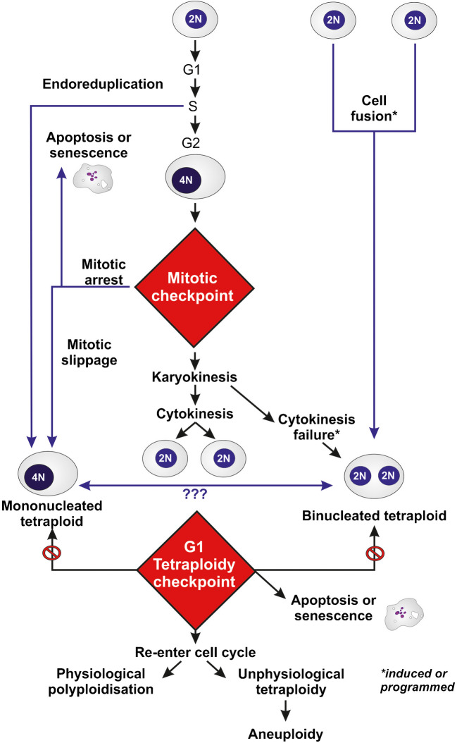 Tetraploidy in normal tissues and diseases: mechanisms and consequences.