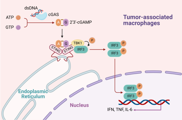 Targeting cGAS-STING pathway for reprogramming tumor-associated macrophages to enhance anti-tumor immunotherapy.