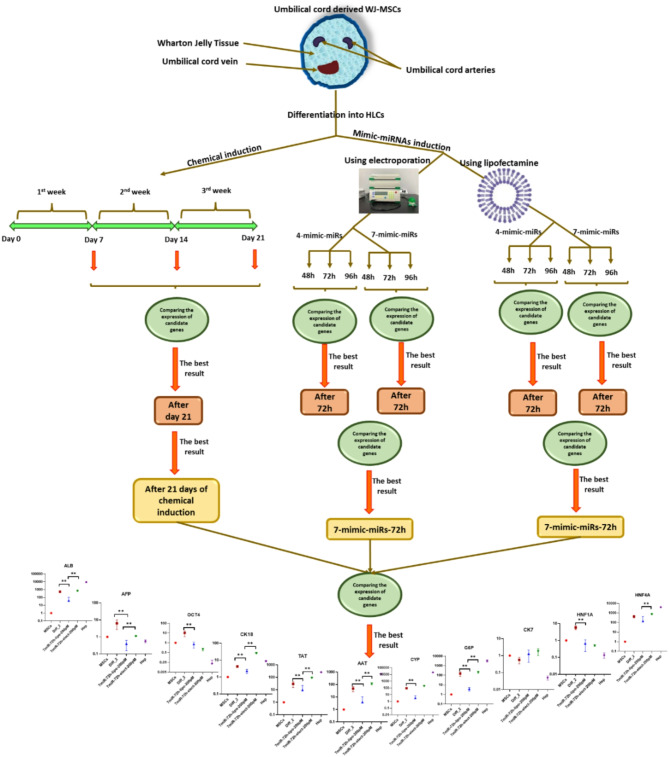 Differentiation of Wharton's jelly-derived mesenchymal stromal cells into hepatocyte-like cells using a refined method.