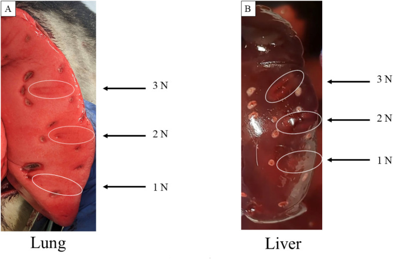 In vivo evaluation of tissue damage from varying grasping forces using the Saroa surgical system.
