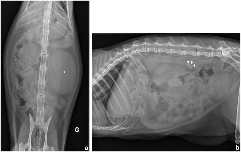 Struvite ureterolithiasis associated with ureolytic bacterial pyelonephritis in a cat.