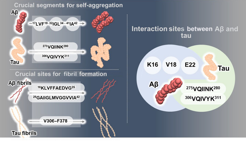 Dual modulation of amyloid beta and tau aggregation and dissociation in Alzheimer's disease: a comprehensive review of the characteristics and therapeutic strategies.