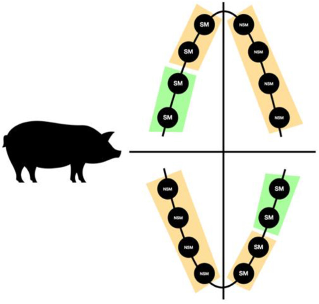 Influence of buccal bone lamella defects on hard and soft tissues with submerged and non-submerged healing in immediate implants - an experimental study in minipigs.