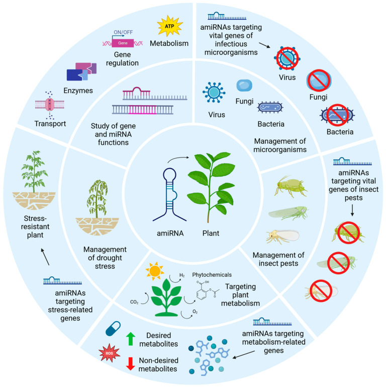 The Emerging Applications of Artificial MicroRNA-Mediated Gene Silencing in Plant Biotechnology.