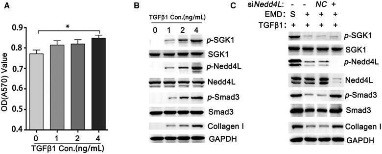 Nedd4L signaling contributes to carbon tetrachloride-induced liver fibrosis in female mice and is associated with enteric dysbacteriosis.