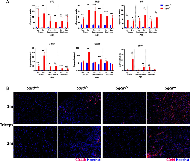 Dysregulated ATX-LPA and YAP/TAZ signaling in dystrophic Sgcd<sup>-/-</sup> mice with early fibrosis and inflammation.