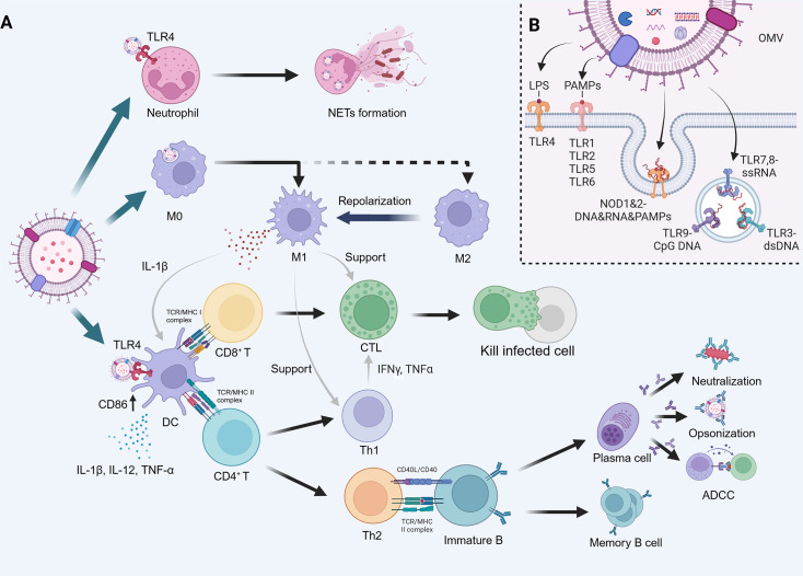 Potential of bacterial outer membrane vesicles in tumor vaccine: characteristics, advancements, and future directions.