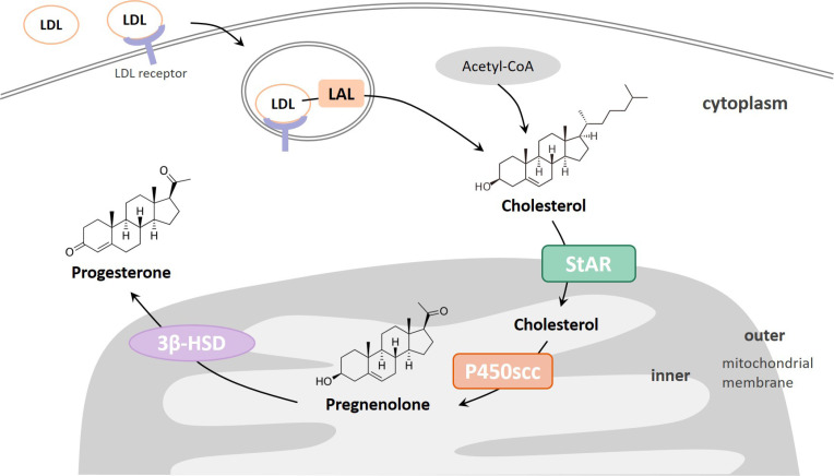 Neurosteroids and neurological disorders.