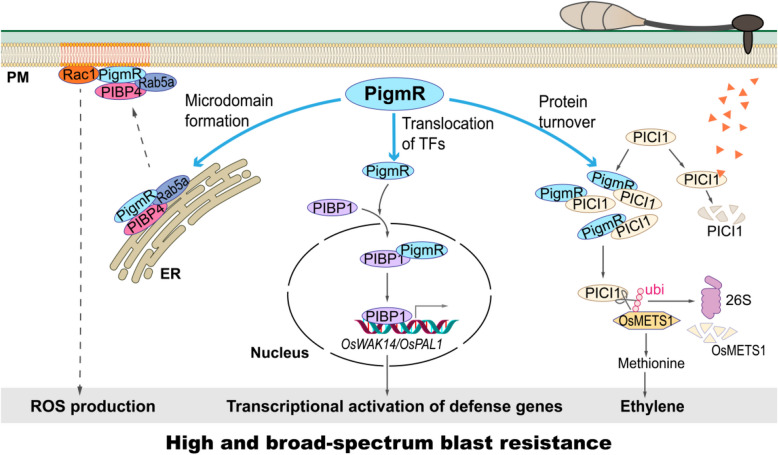 One stone for multiple birds: PigmR integrates multiple defense pathways for high and broad-spectrum blast resistance in rice.