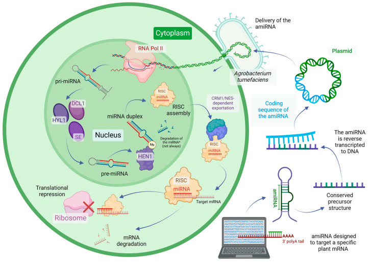 The Emerging Applications of Artificial MicroRNA-Mediated Gene Silencing in Plant Biotechnology.