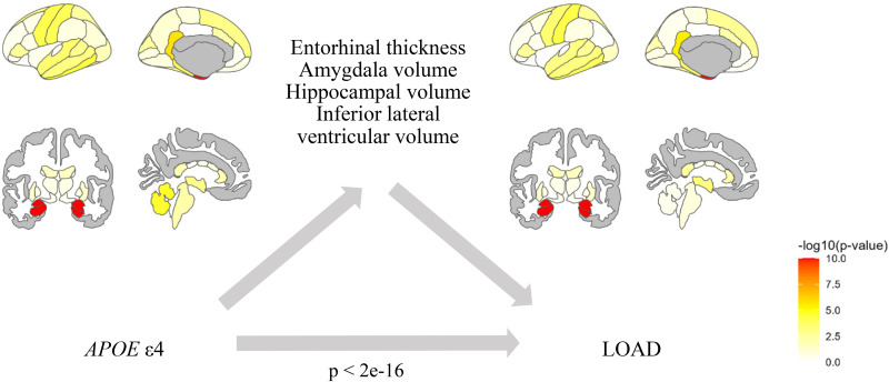 Brain morphology mediating the effects of common genetic risk variants on Alzheimer's disease.