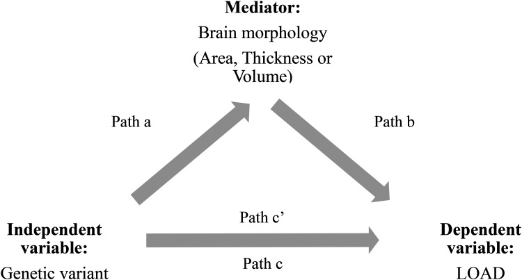 Brain morphology mediating the effects of common genetic risk variants on Alzheimer's disease.