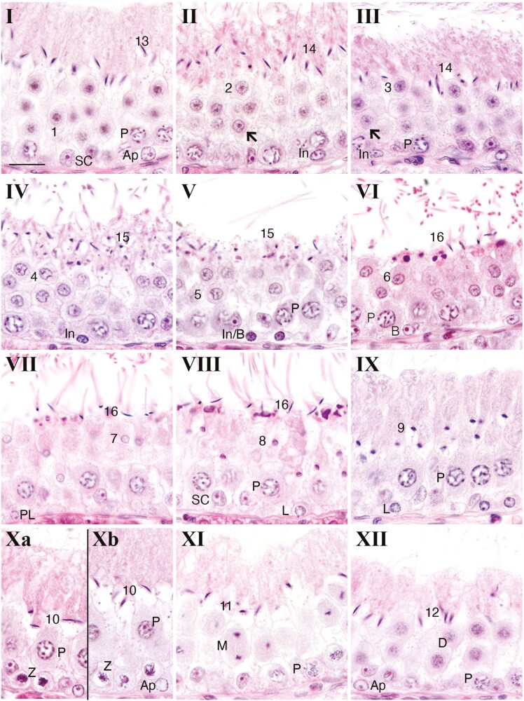 Enrichment of spermatogonial stem cells and staging of the testis cycle in a dasyurid marsupial, the fat-tailed dunnart.