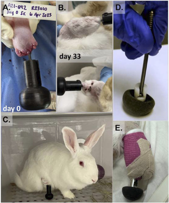 Development of a small animal bone-anchored limb replacement model for infection interventions.