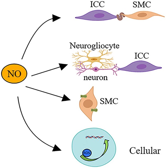 Reassessing the role of nitric oxide in the pathogenesis of sphincter of Oddi dysfunction.