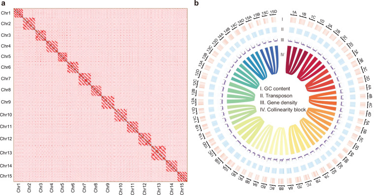 Haplotype-resolved genome assembly of the tetraploid Youcha tree Camellia meiocarpa Hu.