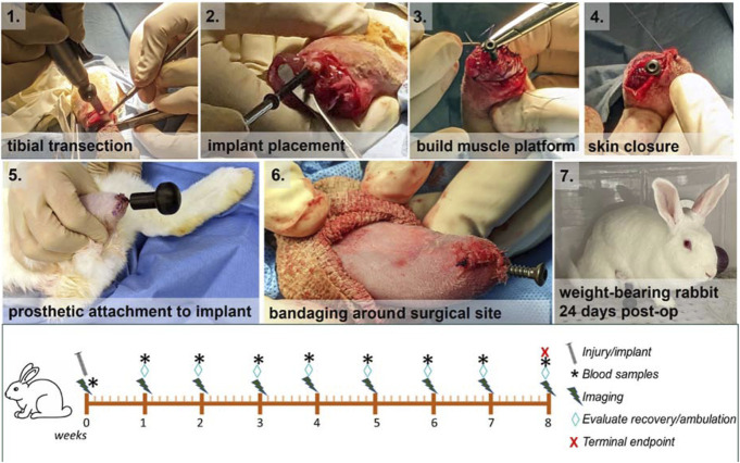 Development of a small animal bone-anchored limb replacement model for infection interventions.