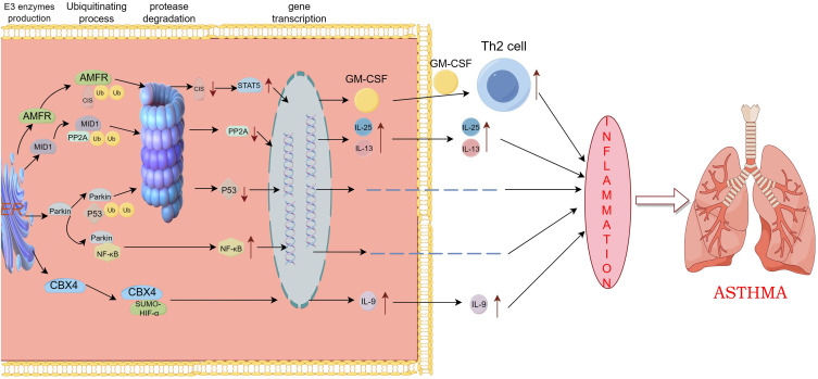 The Role of Ubiquitin-Proteasome System (UPS) in Asthma Pathology.