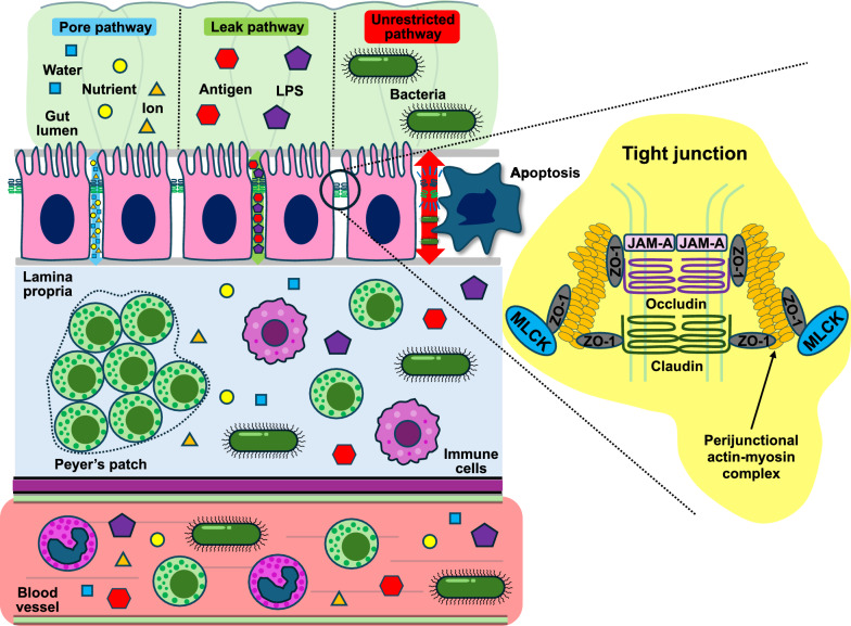 Gut integrity in intensive care: alterations in host permeability and the microbiome as potential therapeutic targets.