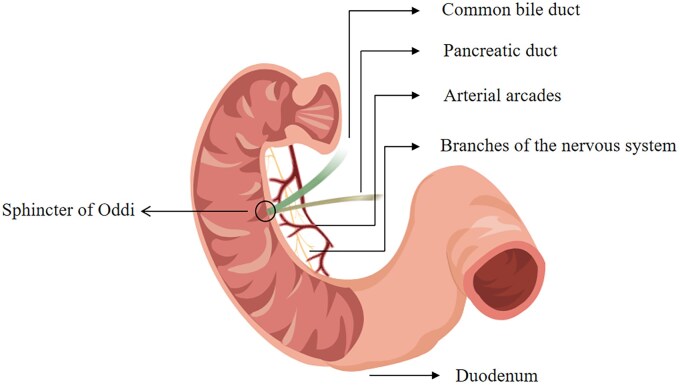 Reassessing the role of nitric oxide in the pathogenesis of sphincter of Oddi dysfunction.