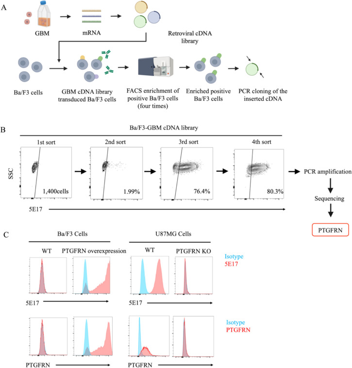 Prostaglandin F2 receptor negative regulator as a potential target for chimeric antigen receptor-T cell therapy for glioblastoma.